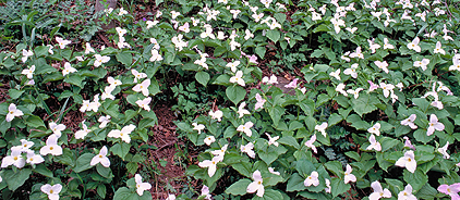 trillium-grandiflora trillium grandiflora1 Wildflower Bloom Calendar