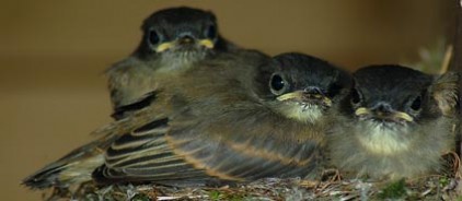 WW_Birding WW Birding 422x184 Birding