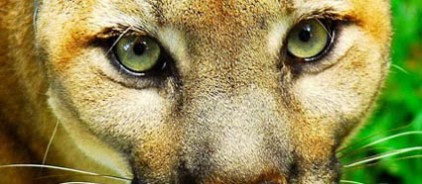 WW_Hab_cougar Wildlife Habitats