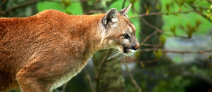 WW_Hab_cougar2 Cougars