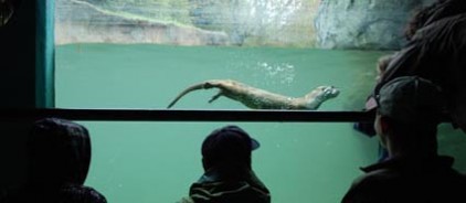 River Otters