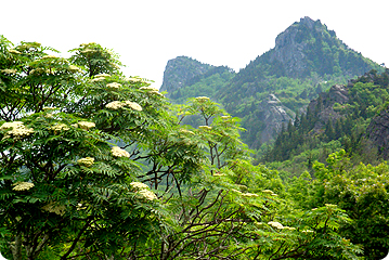 ashe flowers1 Mountain Ashe