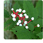 baneberry baneberry3 150x150 Baneberry