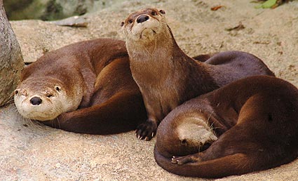 cute_otter cute otter1 Bridge Club