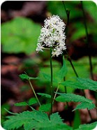 foam flower25 139x186 Baneberry