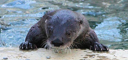 NEW OTTER ON DISPLAY IN OTTER HABITAT luna2 NEW OTTER ON DISPLAY IN OTTER HABITAT