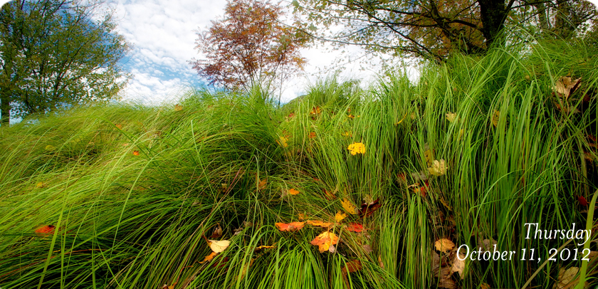 MacRae Meadows