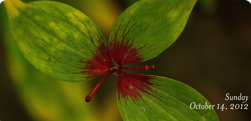 Indian Cucumber Root