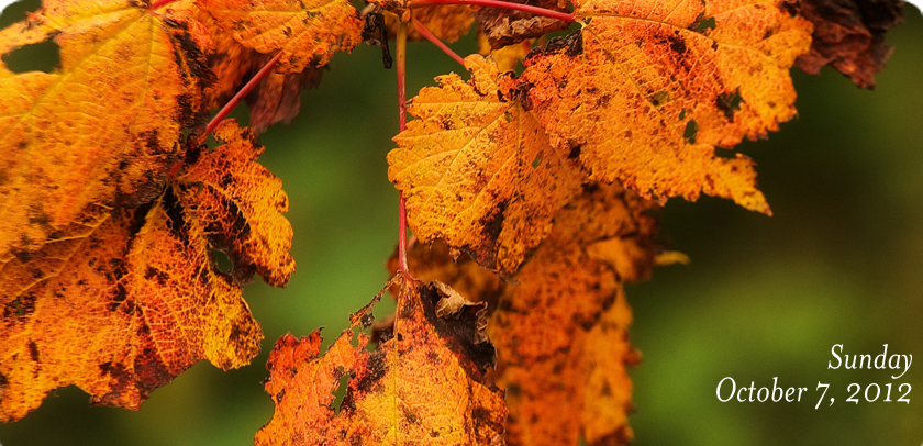 Mountain Maple Leaves