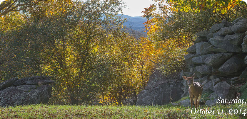Deer Habitat
