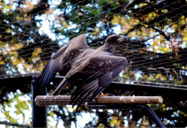 Photo by Frank Ruggiero | Grandfather Mountain Stewardship Foundation