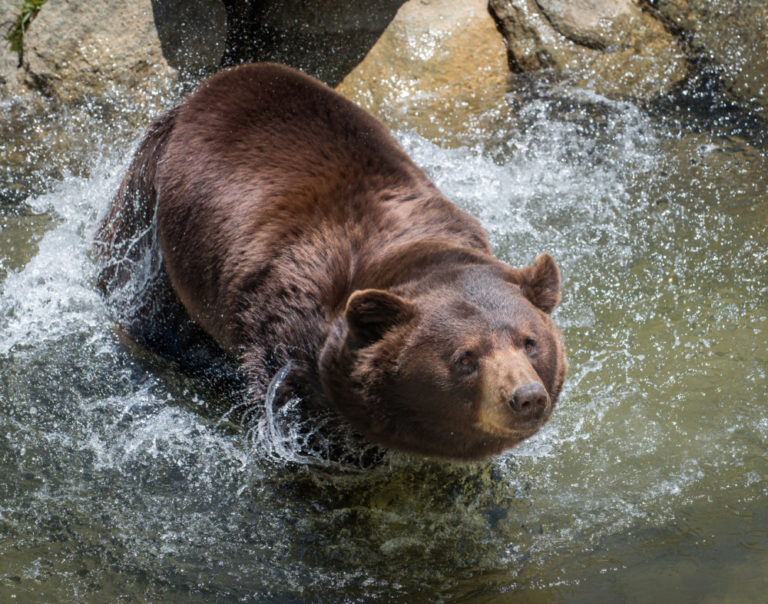 Kodiak Grandfather Mountain
