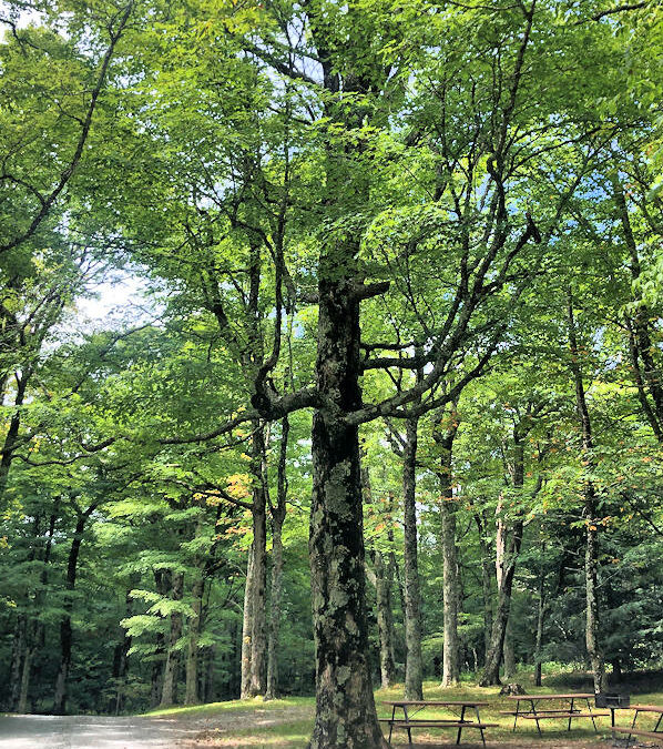 Bill and Sonya Allin