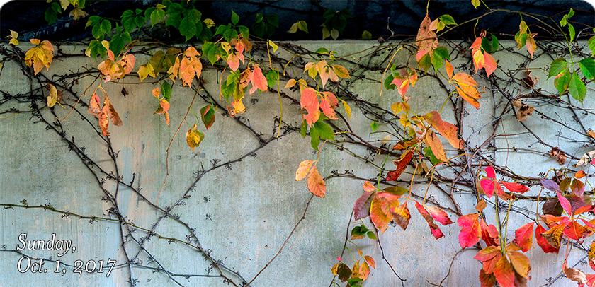 Virginia Creeper