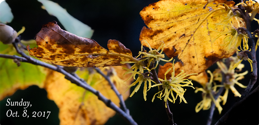 Witch-Hazel