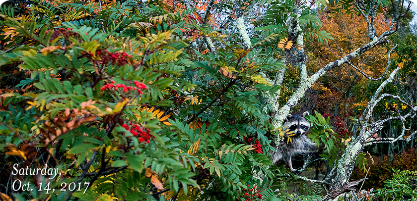 Raccoon