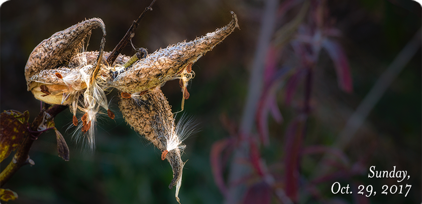 Milkweed