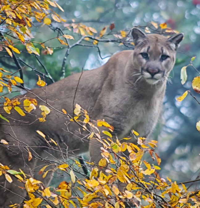 Monty and Brenda Combs