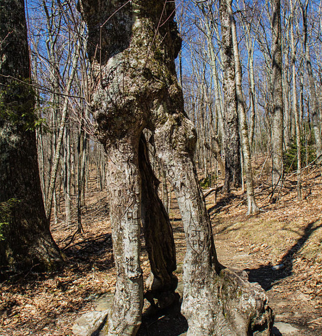 Dr. H. Norman and Diane Noe