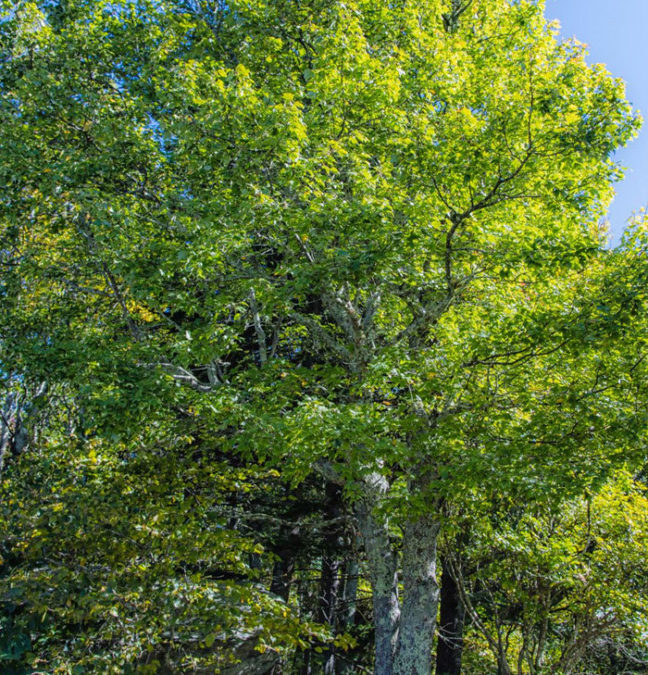 Tony and Lee Patterson Seaton