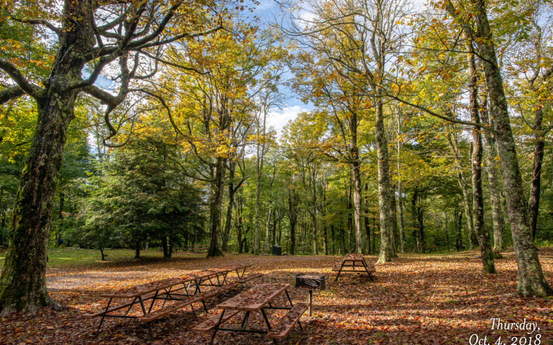 Woods Walk Picnic Area