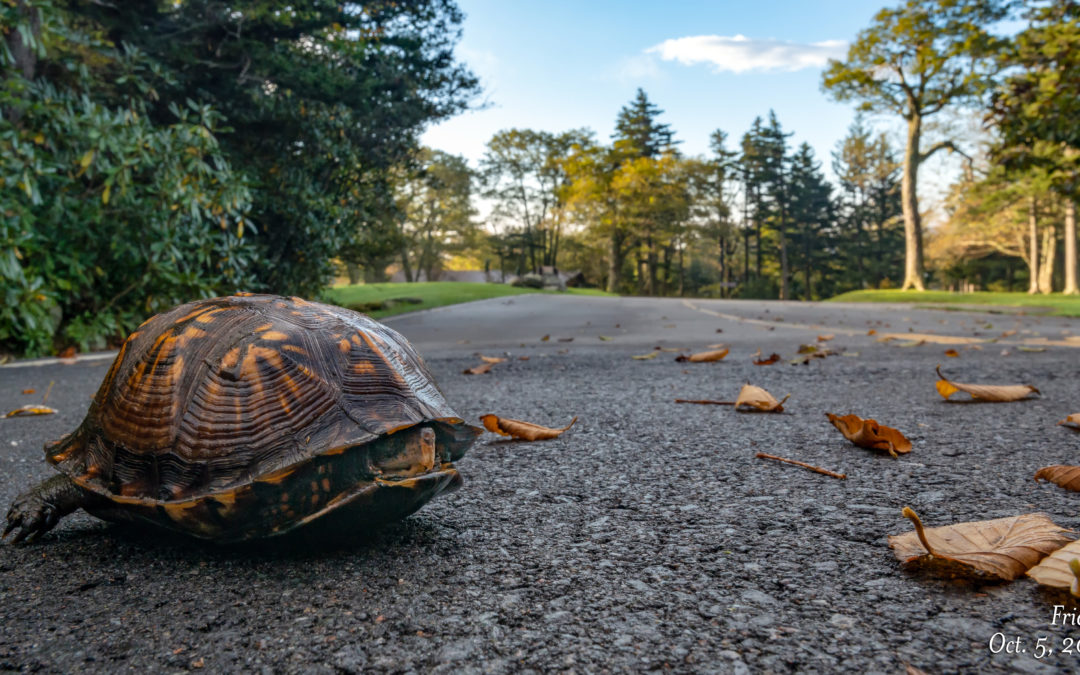 Slow & Steady