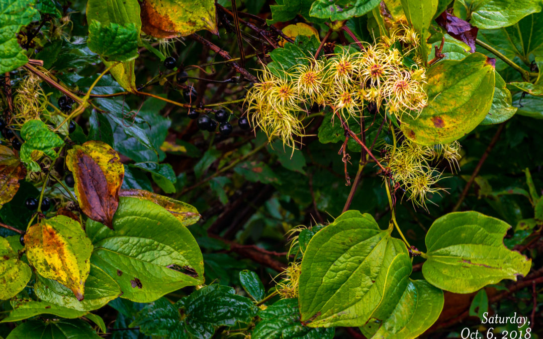 Virgin’s Bower