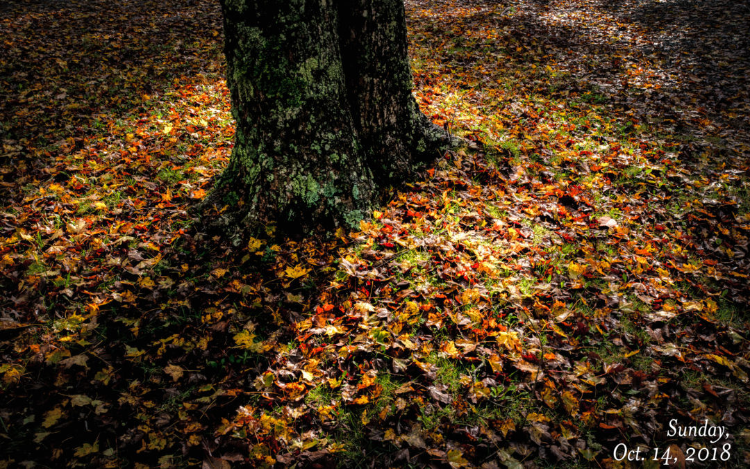 Woods Walk 2