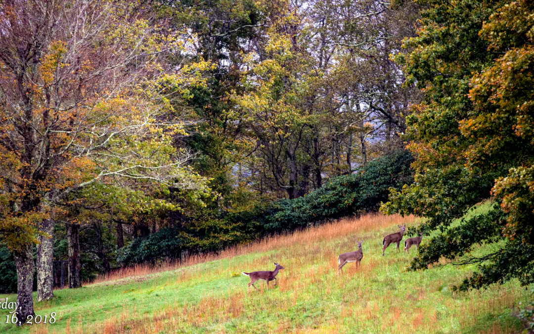 MacRae Meadows