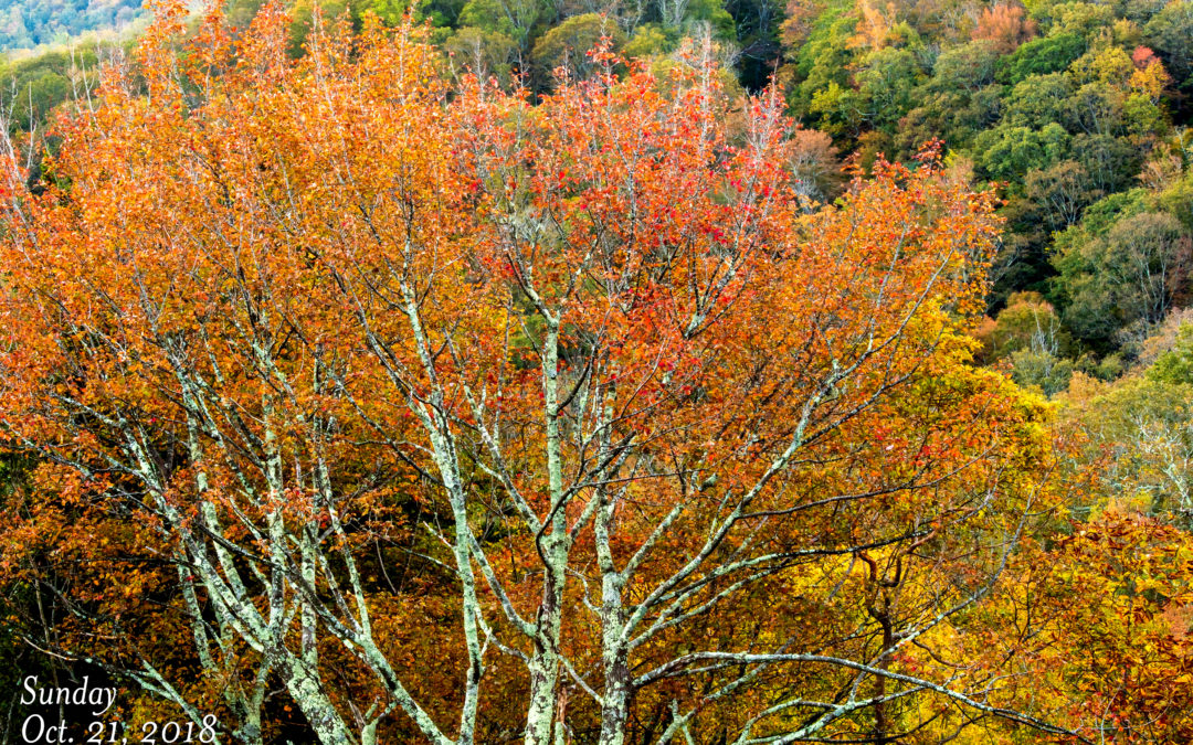 Linn Cove Area