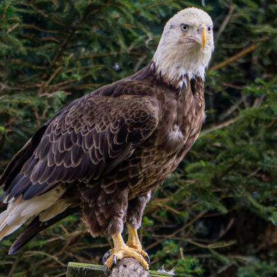 Leroy the Eagle
