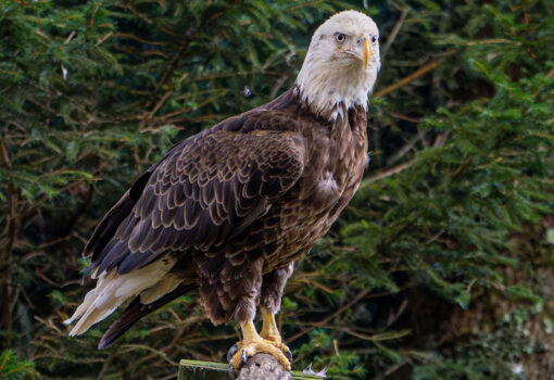 Leroy the Eagle