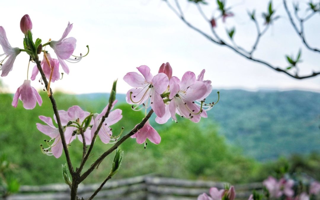 Grandfather Mountain May Weather Report