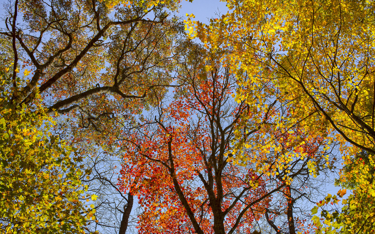 102721_GFM_fall_color_bass_lake_canopies_SS Fall Color Rambles