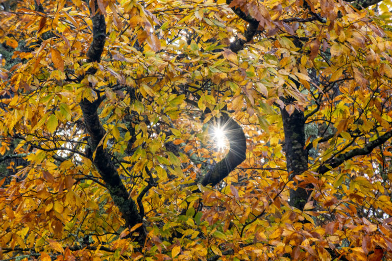Colors of autumn 94 videos