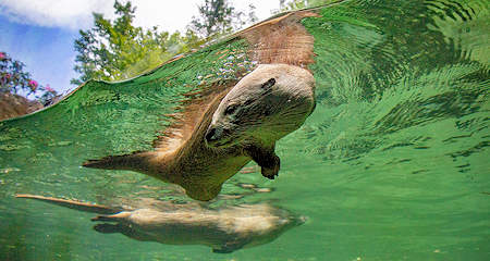 Otters at Grandfather Mountain