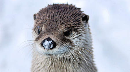 Otter at Grandfather Mountain