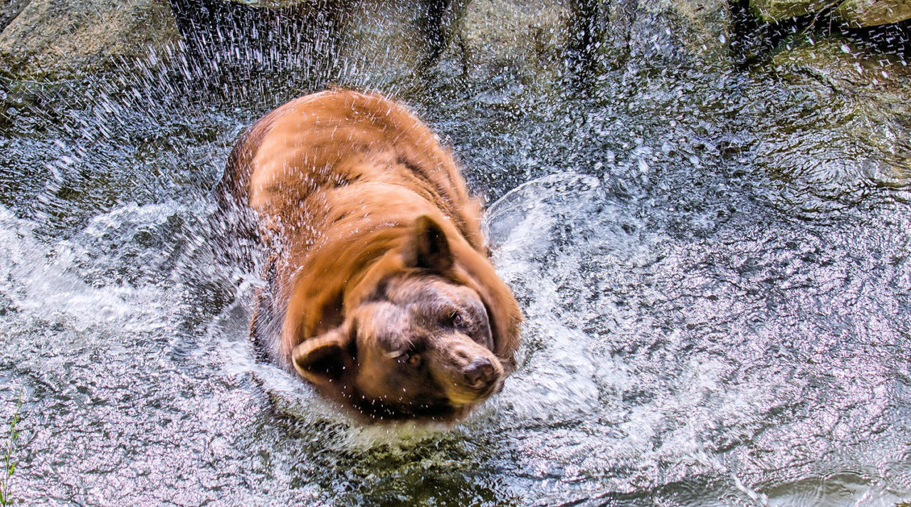 Wildlife Habitats Grandfather Mountain