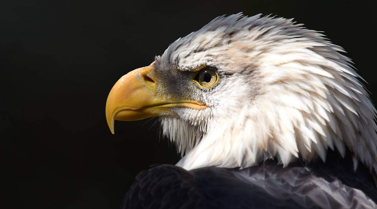 Eagles - Grandfather Mountain