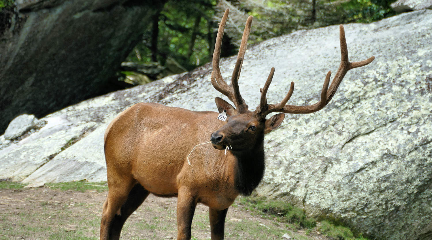 Elk