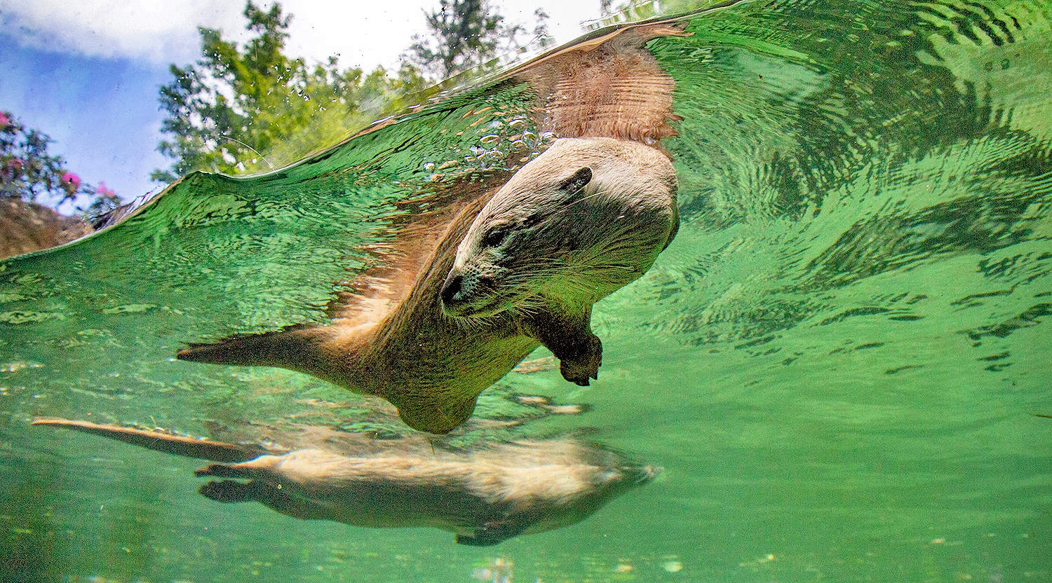 River Otters