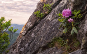 Rhododendron growing on a boulder on Grandfather Mountain