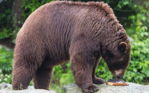 Kodiak, a cinnamon phase black bear at Grandfather Mountain, eats special bear cake during the park's Animal Birthday Party.