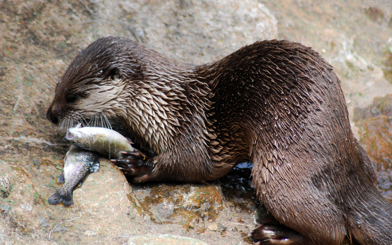 A river otter at Grandfather Mountain eating fresh fish as an enrichment treat.