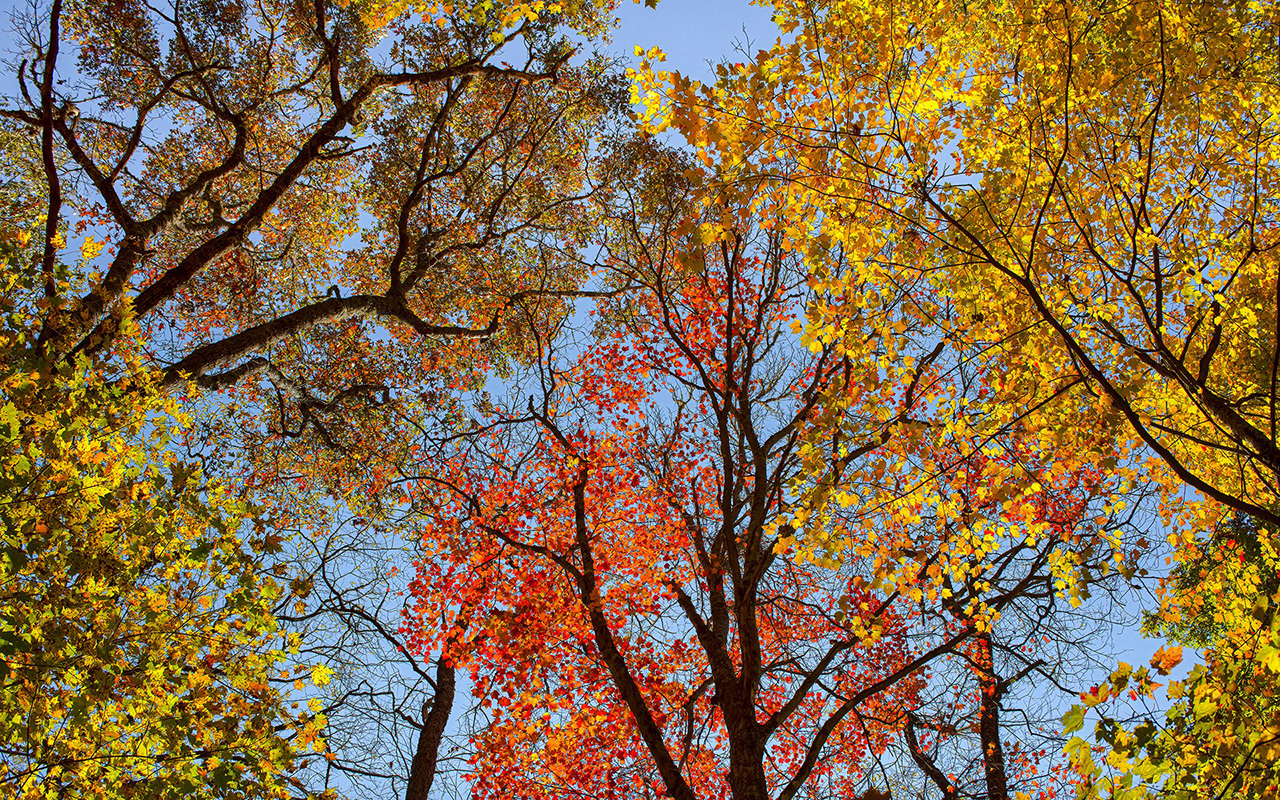 Fall color at Grandfather Mountain