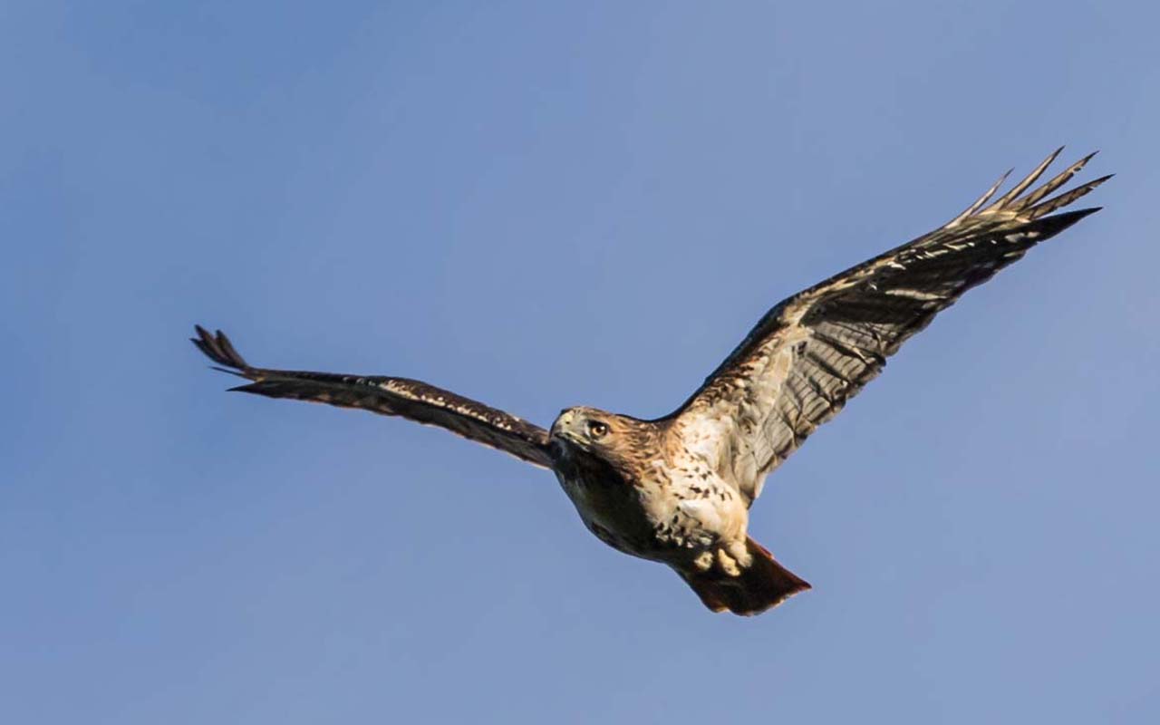 A red-tailed hawk soaring over Grandfather Mountain