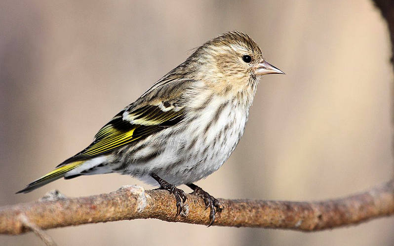 Pine Siskin Winter Birding