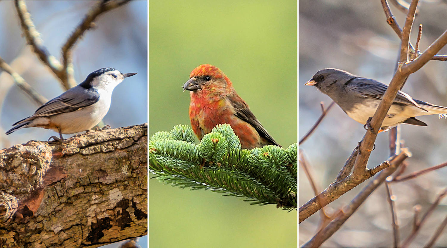 Winter Birds Grandfather