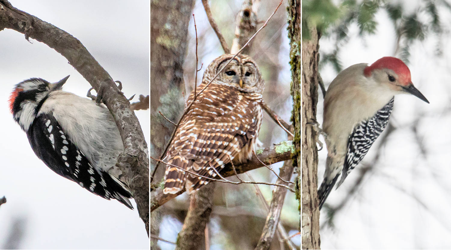 Grandfather Mountain Bird Watching