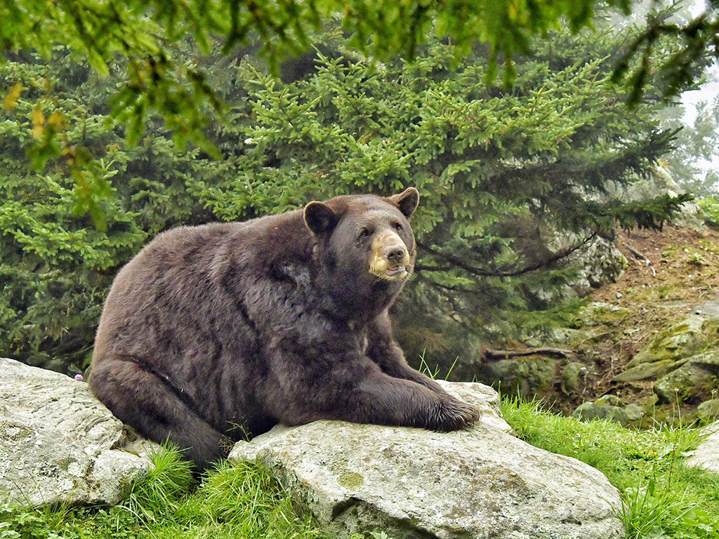 A black bear sitting on a rock at Grandfather Mountain